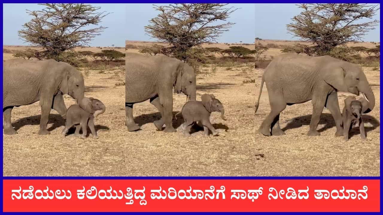 Video: ನಡೆಯಲು ಕಲಿಯುತ್ತಿದ್ದ ಮರಿಯಾನೆಗೆ ಬೀಳದಂತೆ ತಡೆದ ತಾಯಾನೆ Video: ನಡೆಯಲು ಕಲಿಯುತ್ತಿದ್ದ ಮರಿಯಾನೆಗೆ ಬೀಳದಂತೆ ತಡೆದ ತಾಯಾನೆ