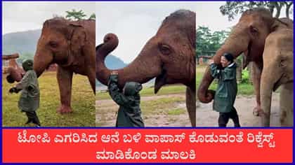 ಮಾಲಕಿಯ ಟೋಪಿ ಎಗರಿಸಿ ತುಂಟಾಟ ಆಡಿದ ಆನೆ, ವೈರಲ್‌ ಆಯ್ತು ದೃಶ್ಯ