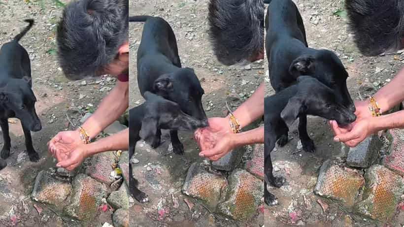 Video: ಬೀದಿ ನಾಯಿಗಳಿಗೆ ಬೊಗಸೆಯಲ್ಲಿ ನೀರು ಕುಡಿಸಿ ದಾಹ ತೀರಿಸಿದ ಯುವಕ