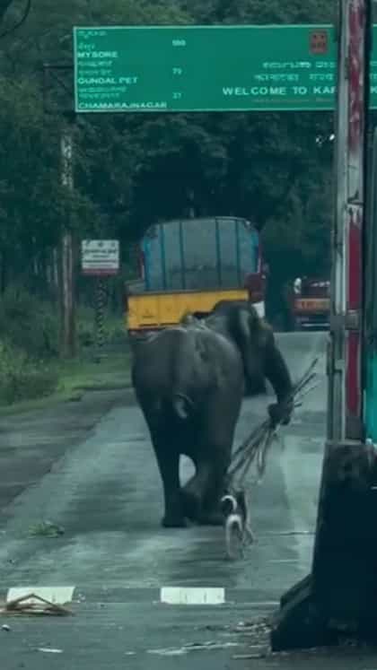 ಚೆಕ್​ಪೋಸ್ಟ್​​ ಬಳಿ ಲಾರಿ ಅಡ್ಡಗಟ್ಟಿ ಕಬ್ಬು ಕೊಂಡೊಯ್ದ ಆನೆ!