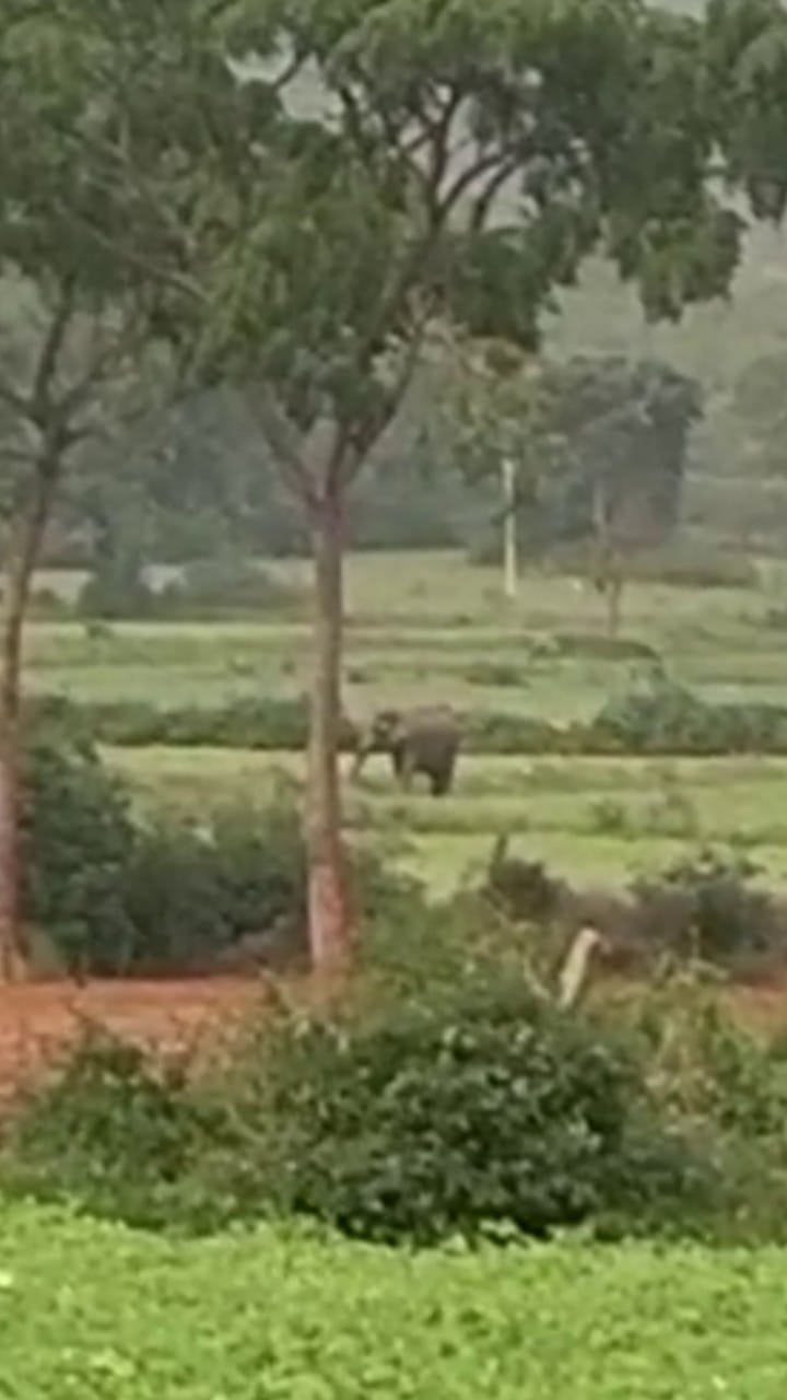 ಗುಂಡ್ಲುಪೇಟೆ ಚೌಡಹಳ್ಳಿಯಲ್ಲಿ ಹೊಲಕ್ಕೆ ಲಗ್ಗೆಯಿಟ್ಟ ಕಾಡಾನೆಗಳು