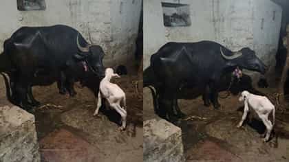 ಎಮ್ಮೆಯ ಹೊಟ್ಟೆಯಲ್ಲಿ ಬಿಳಿ ಬಣ್ಣದ ಹೋರಿ ಕರು ಜನನ