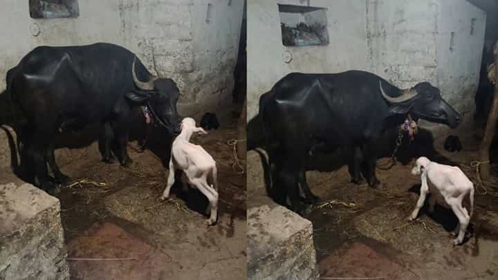 ಎಮ್ಮೆಯ ಹೊಟ್ಟೆಯಲ್ಲಿ ಬಿಳಿ ಬಣ್ಣದ ಹೋರಿ ಕರು ಜನನ; ಯಾದಗಿರಿ ಗ್ರಾಮಸ್ಥರು ಶಾಕ್ ಎಮ್ಮೆಯ ಹೊಟ್ಟೆಯಲ್ಲಿ ಬಿಳಿ ಬಣ್ಣದ ಹೋರಿ ಕರು ಜನನ; ಯಾದಗಿರಿ ಗ್ರಾಮಸ್ಥರು ಶಾಕ್